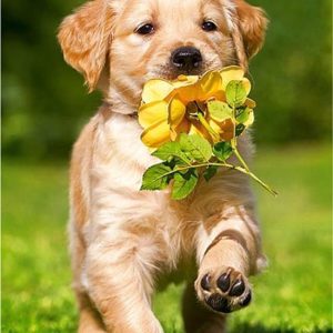 Hondje met bloem